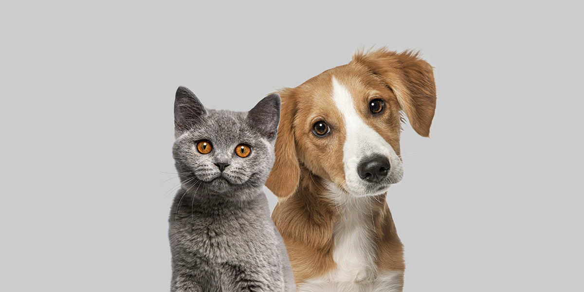Nos accessoires pour compagnons à 4 pattes.
