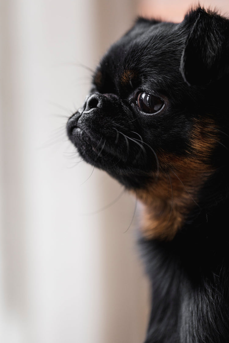 Collection canine.