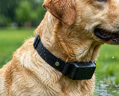 TrackPet – Le collier GPS connecté et étanche pour chiens et chats